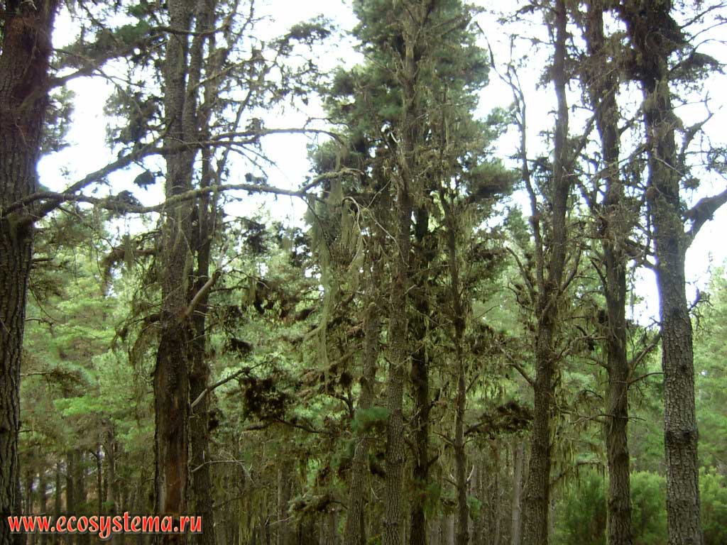  ( )     (Pinus canariensis).
      (Usnea articulata).
   (800-1500    )