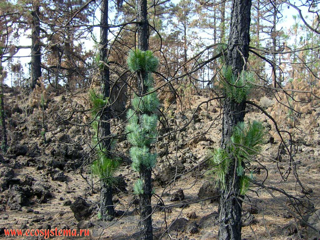    (Pinus canariensis)(   Pinaceae)
    