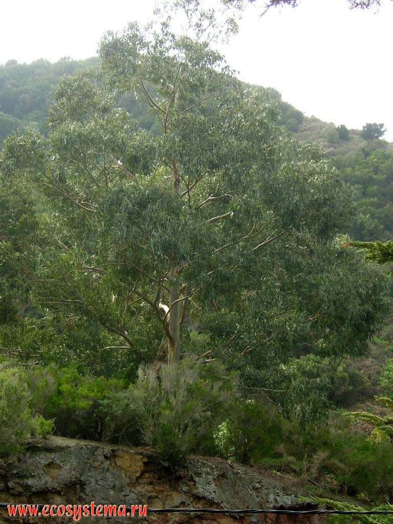   (Eucalyptus camaldulensis)   
(Eucalyptus tereticornis) (      )
(   Myrtaceae)