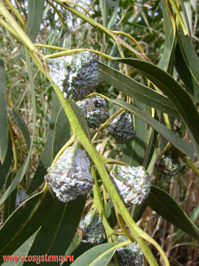     (Eucalyptus camaldulensis)   
(Eucalyptus tereticornis) (      )
(   Myrtaceae)
