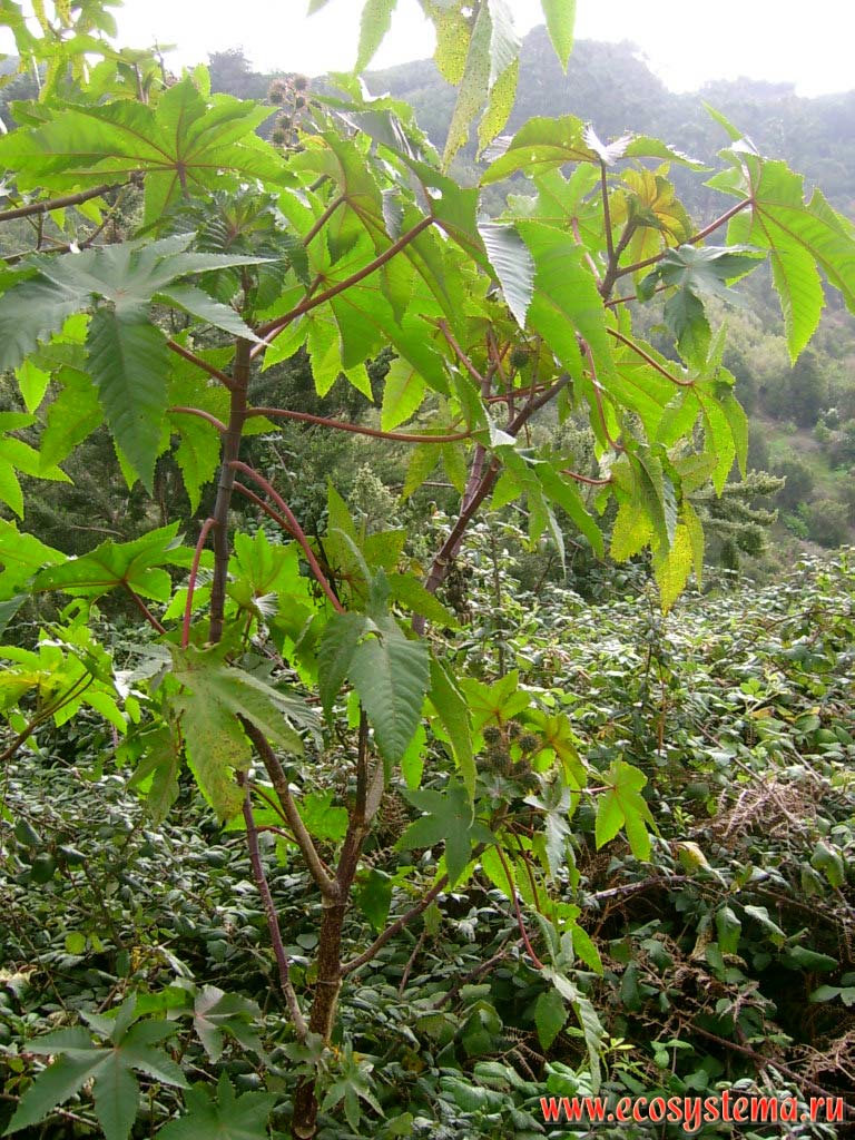   (Ricinus communis)
(   Euphorbiaceae).
       