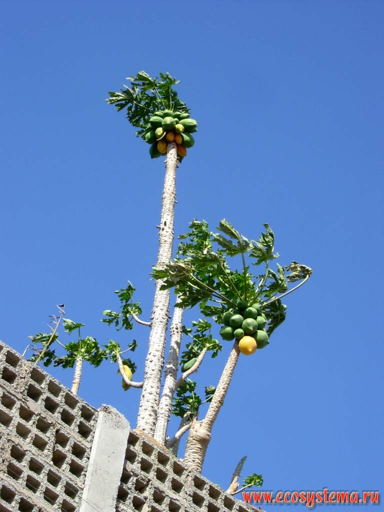 ,    (Carica papaya)
(   Caricaceae)