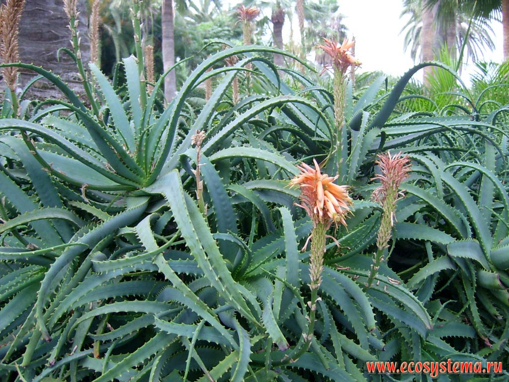  ,  ,   (Aloe socotrina)
(   Asphodelaceae)