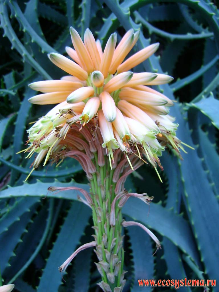   ,  ,   (Aloe socotrina)
(   Asphodelaceae)