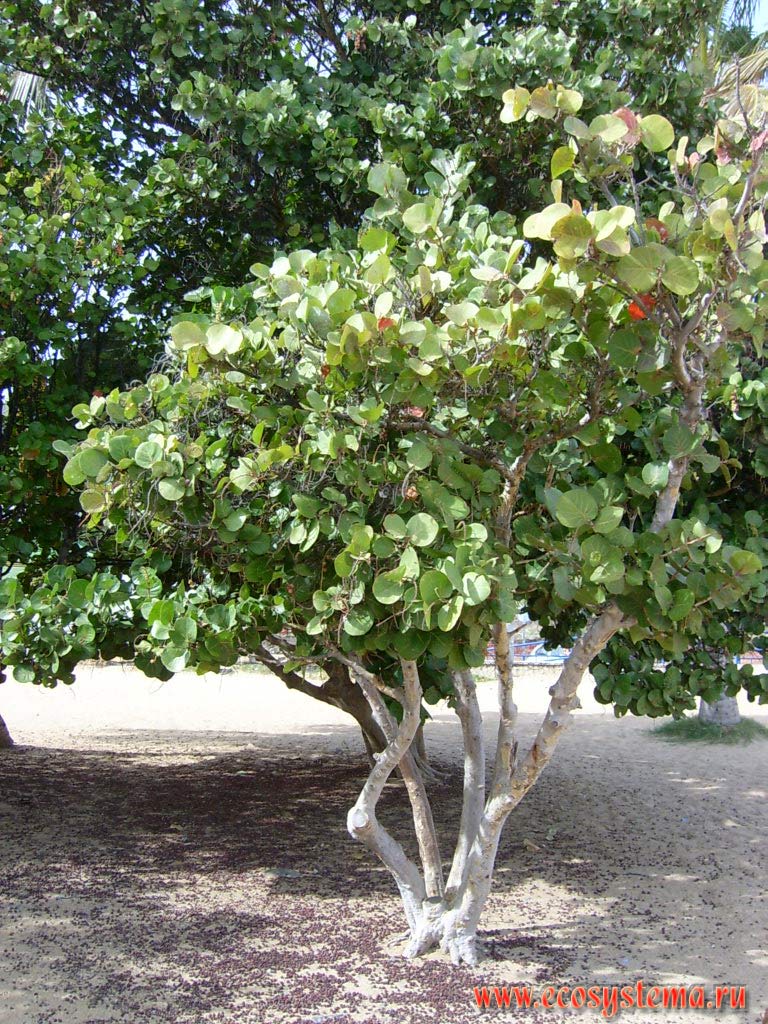  ,  ,   ,
    (Coccoloba uvifera)
(   Polygonaceae)    