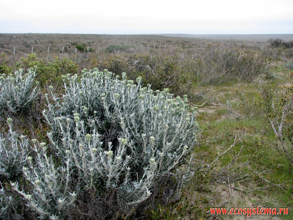 ,   (Senecio patagonicus) (c C - Asteraceae,  Compositae).
     .  , - 