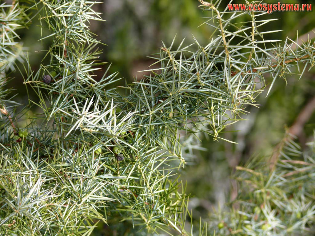   (  , Juniperus communis)  .
      1500    .  ,    ,  