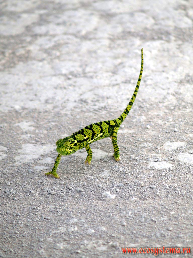 The chameleon (Chamaeleonidae), running along the gravel path.
Etosha, or Etosh Pan National Park, South African Plateau, northern Namibia