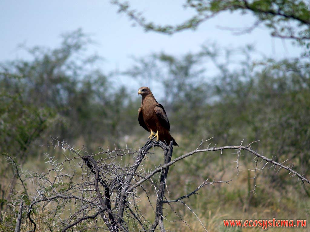 The Yellow-billed Kite (Milvus aegyptius) - the southafrican subspecies of the Black Kite (Milvus migrans).
Etosha, or Etosh Pan National Park, South African Plateau, northern Namibia