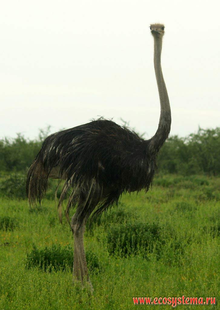 The Ostrich (Struthio camelus, S. c. australis subspecies).
Etosha, or Etosh Pan National Park, South African Plateau, northern Namibia