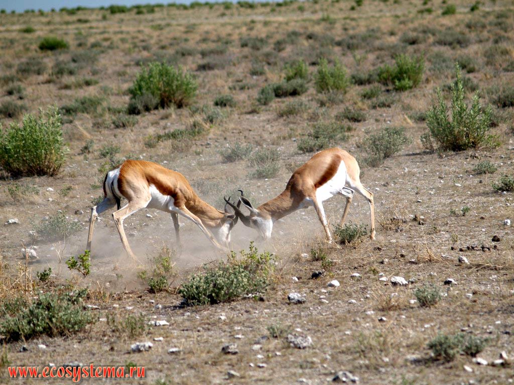 Breeding fight (duel) of Impala (Aepyceros melampus) young males (Impalas subfamily - Aepycerotinae, Bovidae family).
Etosha, or Etosh Pan National Park, South African Plateau, northern Namibia