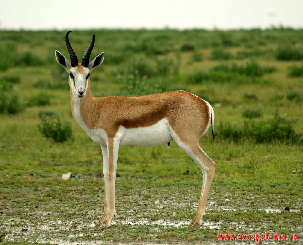 The Impala (Aepyceros melampus) young male (Impalas subfamily - Aepycerotinae, Bovidae family).
Etosha, or Etosh Pan National Park, South African Plateau, northern Namibia