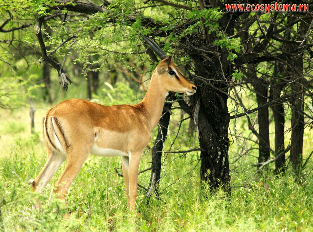 The Impala (Aepyceros melampus) young female in savanna (Impalas subfamily - Aepycerotinae, Bovidae family).
Etosha, or Etosh Pan National Park, South African Plateau, northern Namibia