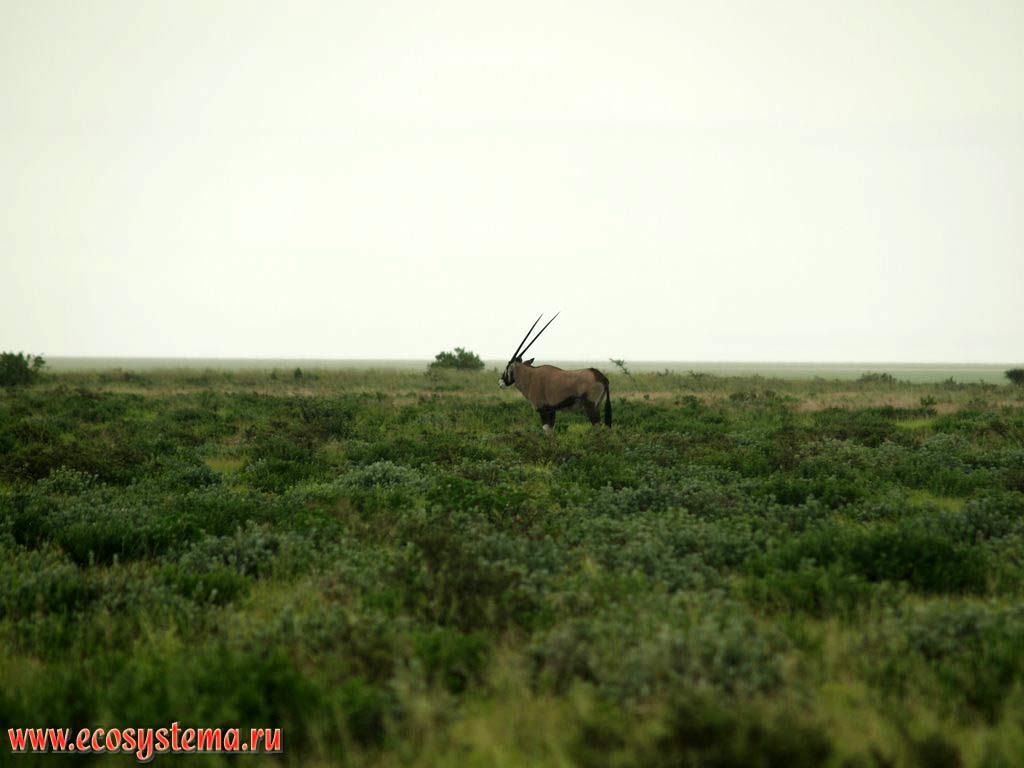 ,  ,    (Oryx gazella beisa,  Oryx beisa)
(  - Bovidae,    - Hippotraginae).
  , - ,  