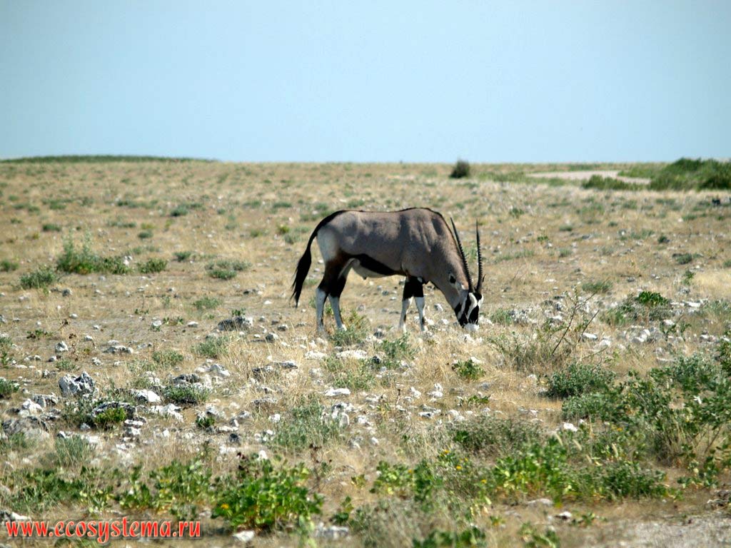 ,  ,    (Oryx gazella beisa,  Oryx beisa) (  - Bovidae,    - Hippotraginae).
  , - ,  