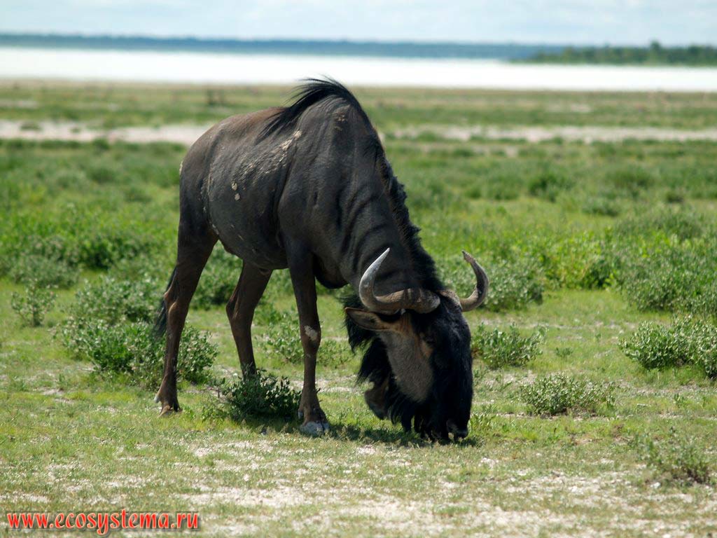 The Black Wildebeest, or White-tailed gnu (Connochaetes gnou) (Bovidae family, Alcelaphinae subfamily).
Etosha, or Etosh Pan National Park, South African Plateau, northern Namibia