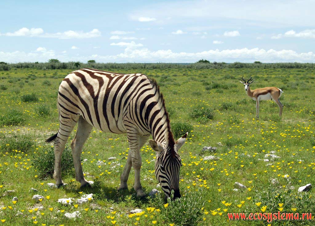 The Plains zebra (Equus quagga burchellii subspecies) and Impala (Aepyceros melampus) in savanna.
Etosha, or Etosh Pan National Park, South African Plateau, northern Namibia