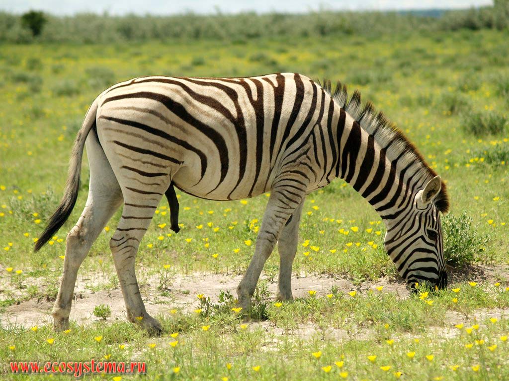 The Plains zebra (Equus quagga burchellii subspecies) in savanna. Etosha, or Etosh Pan National Park, South African Plateau, northern Namibia