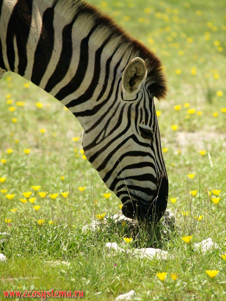 The Plains zebra (Equus quagga burchellii subspecies) in savanna. Etosha, or Etosh Pan National Park, South African Plateau, northern Namibia