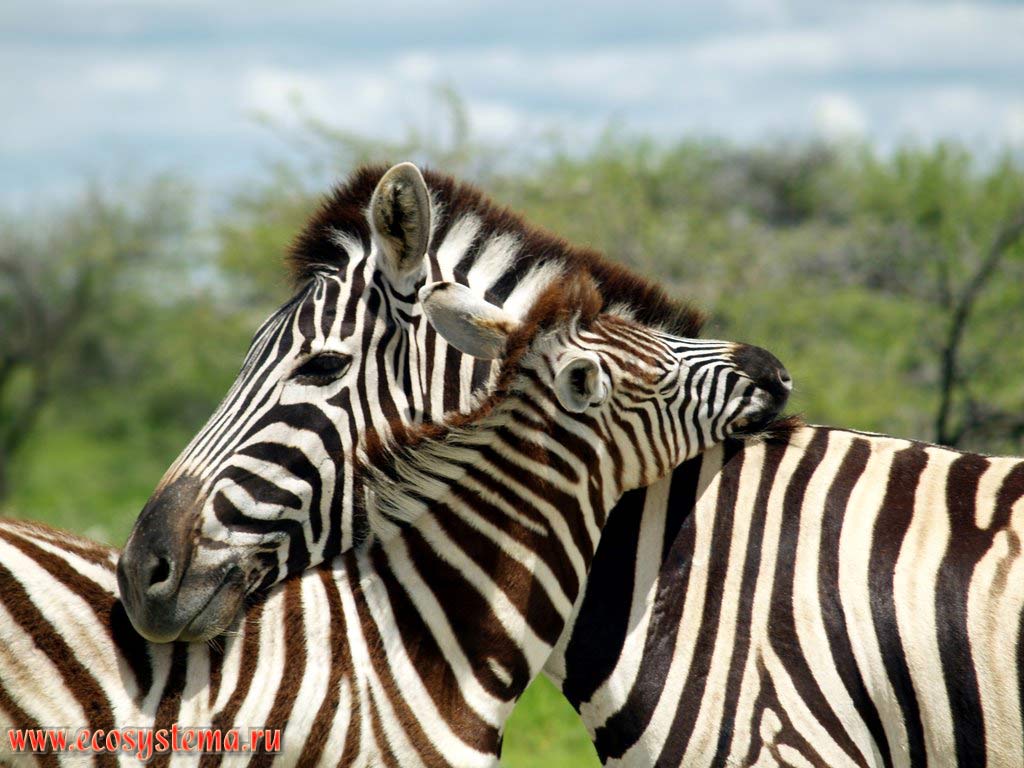The foal and the female of a Plains zebra (Equus quagga burchellii subspecies) in savanna. Etosha, or Etosh Pan National Park, South African Plateau, northern Namibia