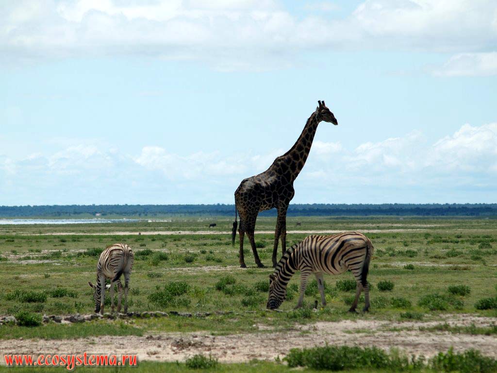 The Plains zebras (Equus quagga burchellii subspecies) and giraffe (Giraffa camelopardalis) in savanna.
Etosha, or Etosh Pan National Park, South African Plateau, northern Namibia