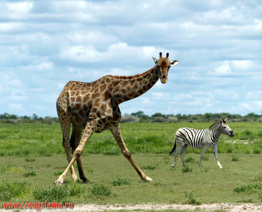 The giraffe (Giraffa camelopardalis) (Giraffidae family, Artiodactyla order) feeding (grazed, pastured)
in savanna. Etosha, or Etosh Pan National Park, South African Plateau, northern Namibia