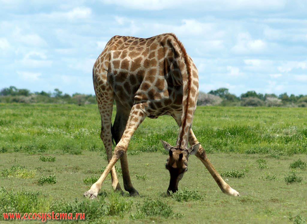 The giraffe (Giraffa camelopardalis) (Giraffidae family, Artiodactyla order) feeding (grazed, pastured) in savanna.
Etosha, or Etosh Pan National Park, South African Plateau, northern Namibia