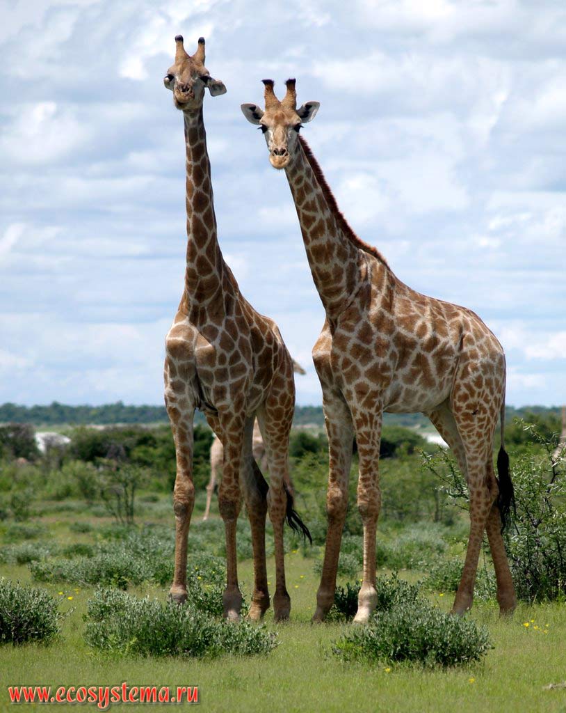 The giraffes (Giraffa camelopardalis) (Giraffidae family, Artiodactyla order) in savanna.
Etosha, or Etosh Pan National Park, South African Plateau, northern Namibia