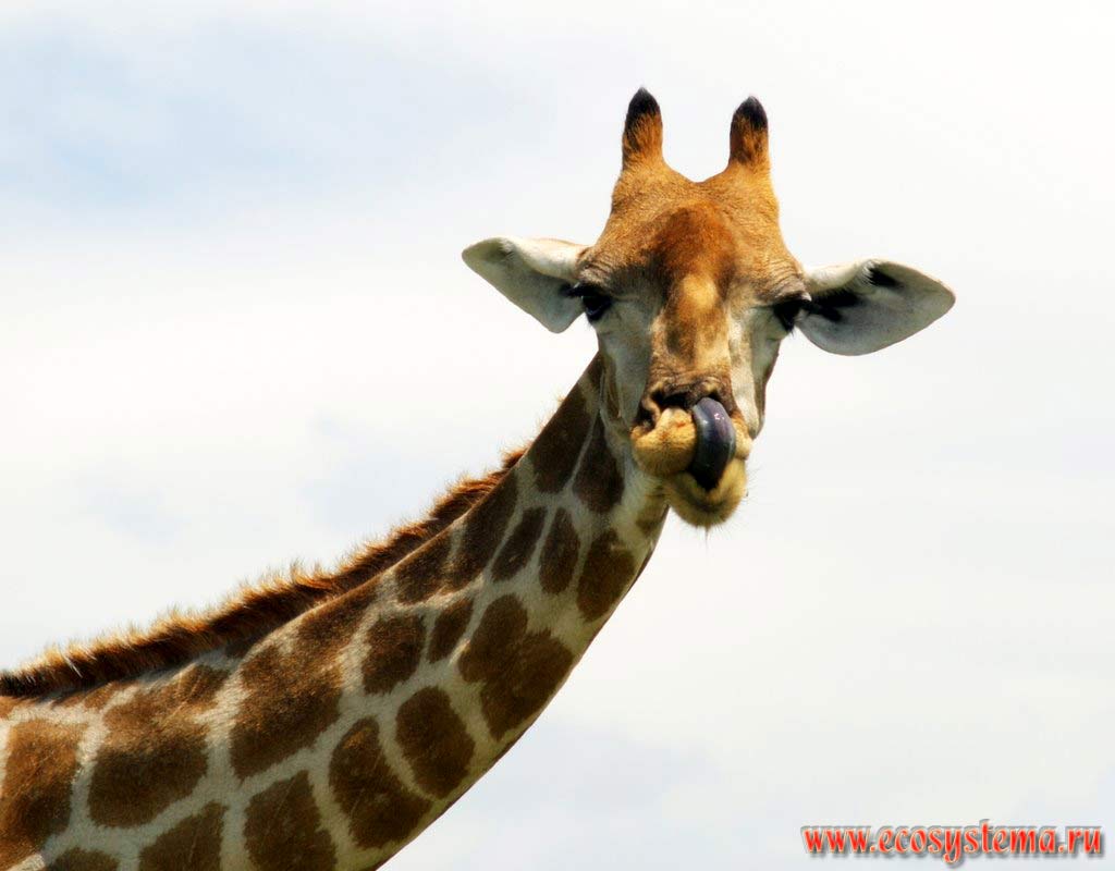   (Giraffa camelopardalis) (  ,     ).
  , - ,  