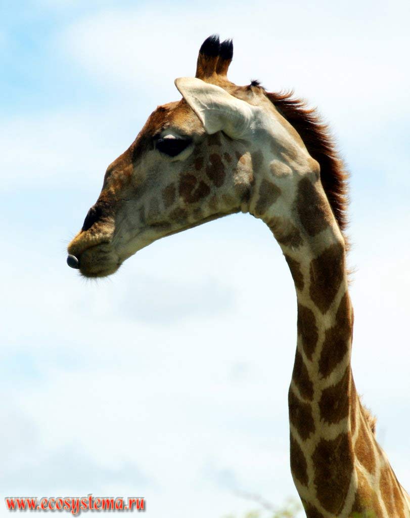 The giraffe (Giraffa camelopardalis) head on the thin neck.
Etosha, or Etosh Pan National Park, South African Plateau, northern Namibia