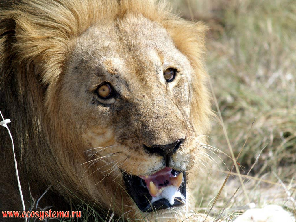 The African Lion (Panthera leo) adult male (Felidae family, Carnivora order). Etosha, or Etosh Pan National Park, South African Plateau, northern Namibia