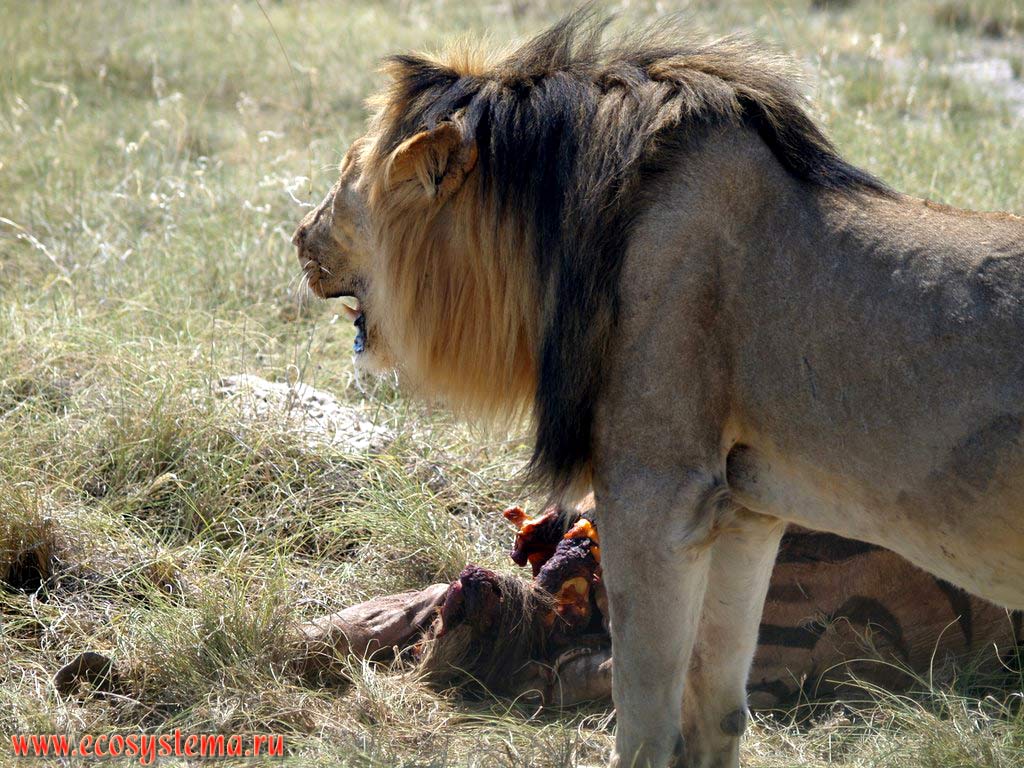The African Lion (Panthera leo) adult male near his prey (victim) - killed plains zebra. Etosha, or Etosh Pan National Park, South African Plateau, northern Namibia