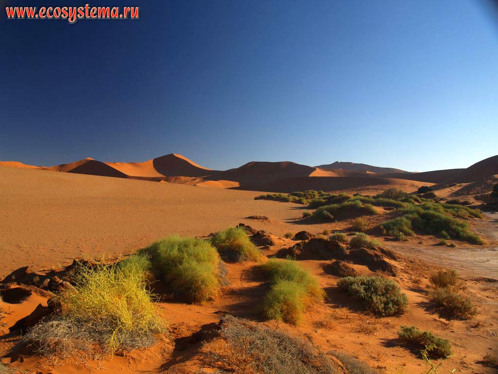 The xerophytic bush vegetation in the sandy Namib Desert with desert sandy dunes in the distance.
Sossusvlei red dunes, Namib Desert, NamibRand Nature Reserve, Namib-Naukluft National Park, South African Plateau, Central Namibia