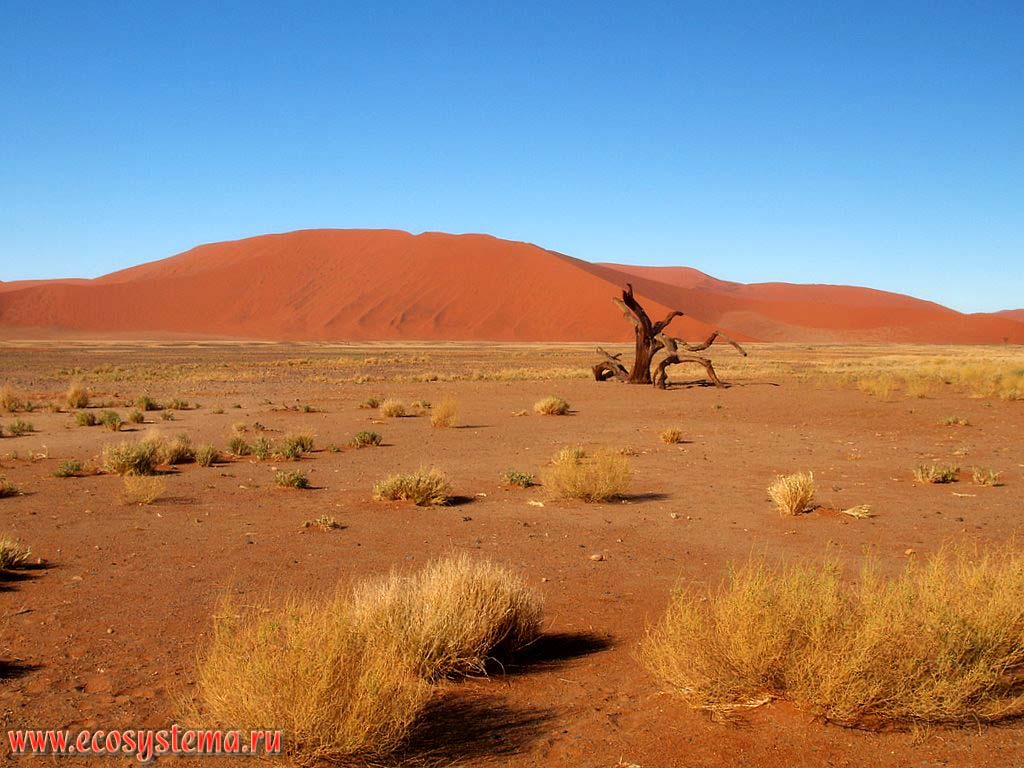 The xerophytic vegetation in the sandy Namib Desert with desert sandy dunes in the distance.
Sossusvlei red dunes, Namib Desert, NamibRand Nature Reserve, Namib-Naukluft National Park, South African Plateau, Central Namibia