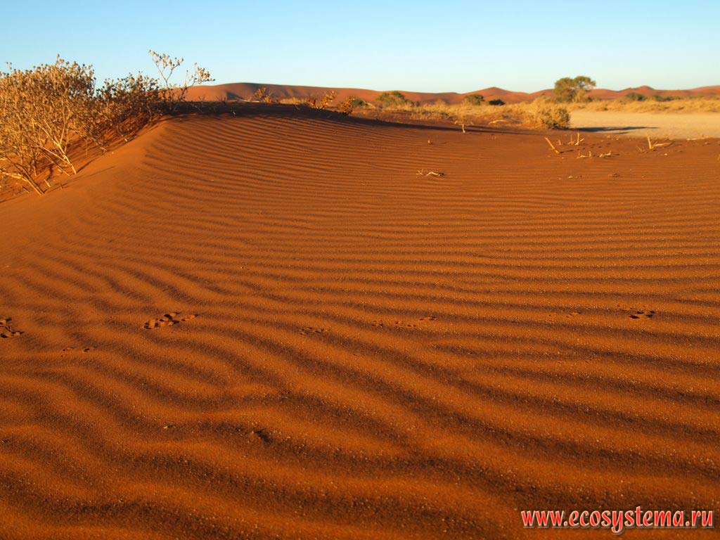           .   (, Sossusvlei),
   (NamibRand Nature Reserve),   - (Namib-Naukluft National Park),
- ,  