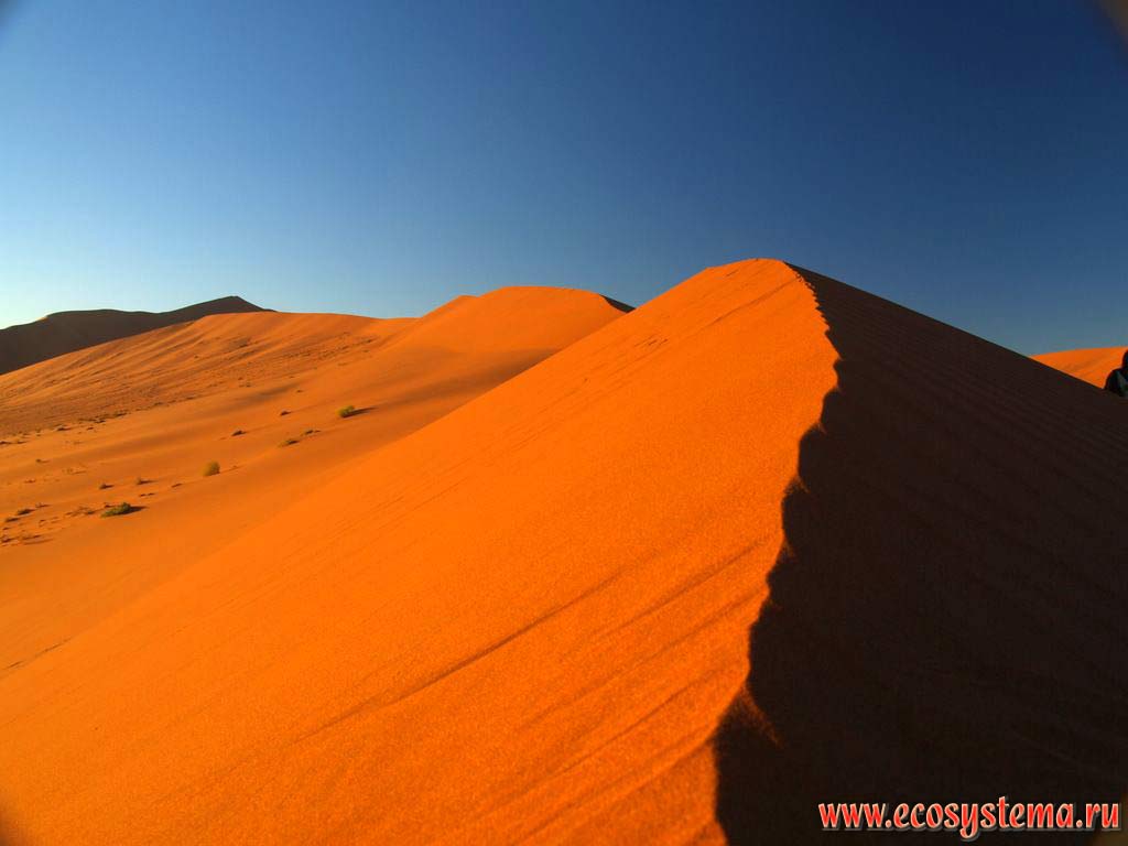 The upper edge of the sandy desert dune in the Namib Desert.
Sossusvlei red dunes, Namib Desert, NamibRand Nature Reserve, Namib-Naukluft National Park, South African Plateau, Central Namibia