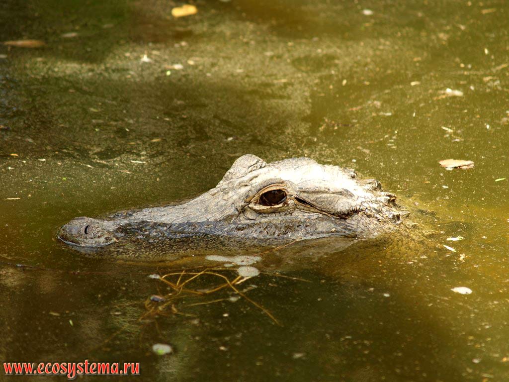   (Crocodylus niloticus) (  , Crocodylidae)  .     (Cape Vidal),  