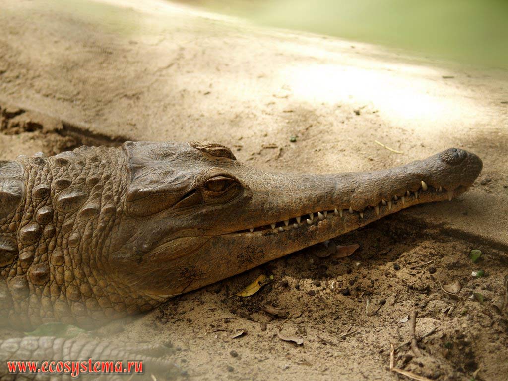   ,    (Crocodylus cataphractus) (  , Crocodylidae).
    (Cape Vidal),  