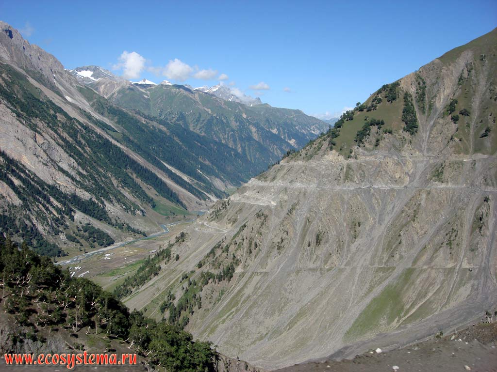 Altitudinal zonation in the Great Himalayas: coniferous forest (Himalayan cedar, fir)  juniper woodlands - Alpine Meadows - Alpine Desert - nival belt at altitudes from 2,500 to 4,500 m above sea level. Himachal Pradesh, Northern India