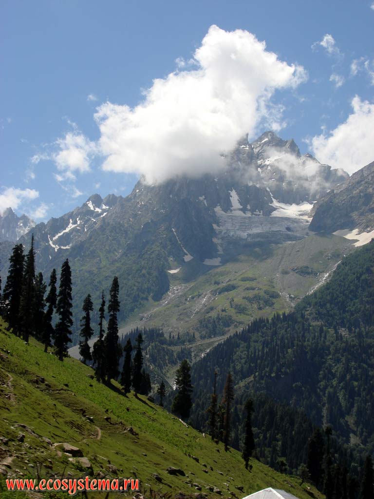 Altitudinal zonation in the Great Himalayas: coniferous forest (Himalayan cedar, fir)  juniper woodlands - alpine desert - nival belt at elevations from 3,500 to 4,500 m above sea level. Himachal Pradesh, Northern India