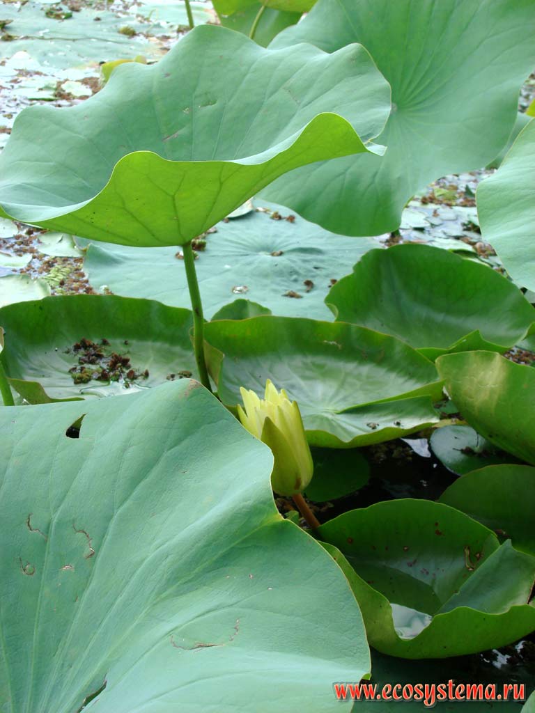 Indian lotus leaves (Nelumbo nucifera) and lilys leaves and flower. Dal Lake between Pier Pandzhal and the Great Himalayas Range (Lesser Himalayan foot). Kashmir valley, Jammu and Kashmir, Northern India