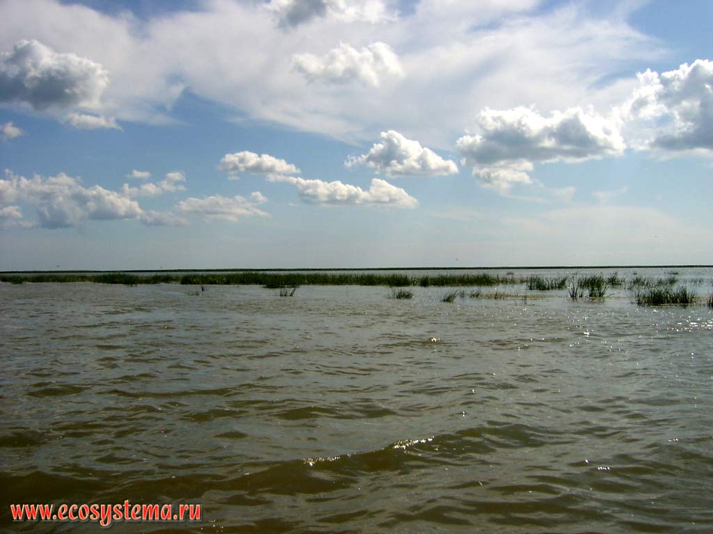Thicket or the Bulrush (Scirpus lacustris) and Juncus on peals - shallow bays (depth up to 1,5 m) of the Caspian Sea. The Astrakhan reserve (Obzhorovsky site), the Astrakhan region