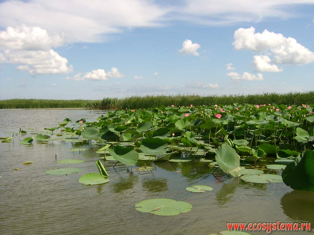 Lotus Caspian - Nelumbo caspica (lotus fields) in the flowering period on the edge of shallow bays (peals), the Caspian Sea. Shows two types of lotus leaves - floating and high rising (funnel). The Astrakhan reserve (Obzhorovsky site), the Astrakhan region