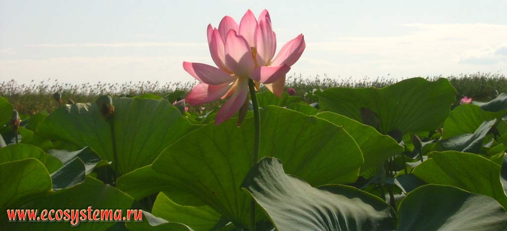Lotus Caspian flower (Nelumbo caspica). Shallow bays (thunder) in the lower part of the delta of the Volga River. The Astrakhan reserve (Obzhorovsky site), the Astrakhan region