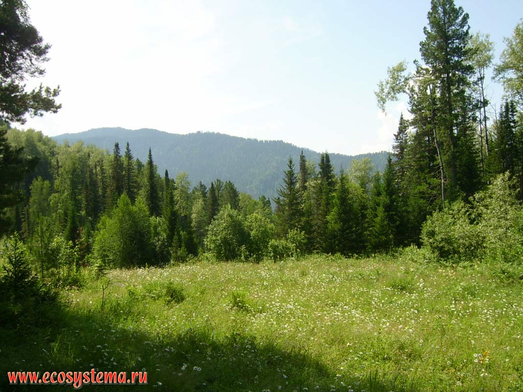 Meadow with grasses in a mixed forest with predominance of aspen, spruce and fir on the shores of Teletskoye Lake (in the northern, lower part). Turochaksky District, Altai Republic