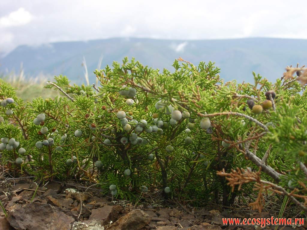 Juniper elfin semi-shrubs in the desert steppe in the Chui Valley. Kurai steppe, Kosh-Agach District, Altai Republic