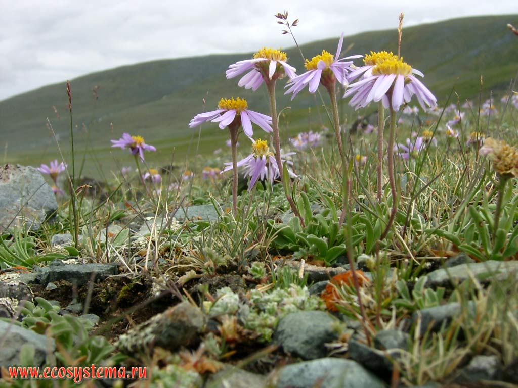   (Aster alpinus,   - Asteraceae)        ( 2400    ).
- , - ,  