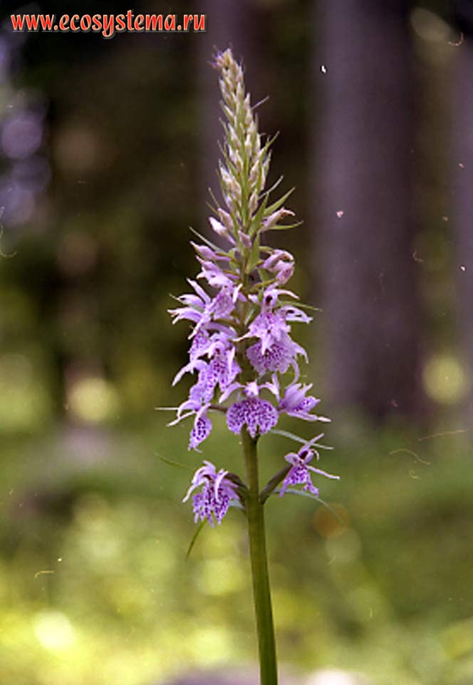 The Common Spotted-orchid (Dactylorhiza fuchsii). Ladoga Province of taiga, Nizhnesvirsky Reserve, Leningrad Region