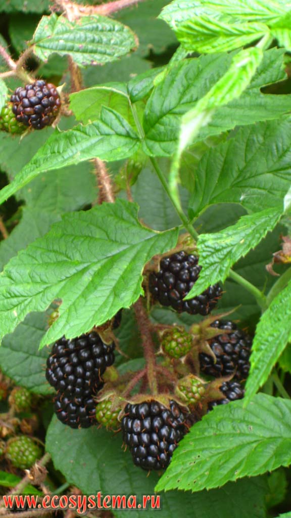 Bluish blackberry (Rubus caesius) with fruits on the edge of the dark coniferous forest in Eastern Carpathians. Height is about 1200 m above sea level. Gorgan, Sinevir National Park, Transcarpathian region, Ukraine
