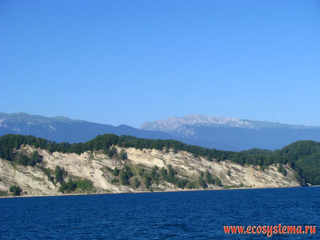 Black Sea coast, with outcrops of bedrock (cliffs) overgrown with the coniferous forest from pine (Pinus pityusa). Away - Gagra (left) and Bzybsky (right) ranges of the Great Caucasus.Western Caucasus, the Republic of Abkhazia